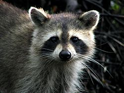 Raccoon Removal Indianapolis IN